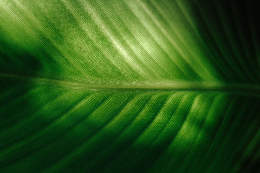A close-up of a beautiful, perfect green leaf.