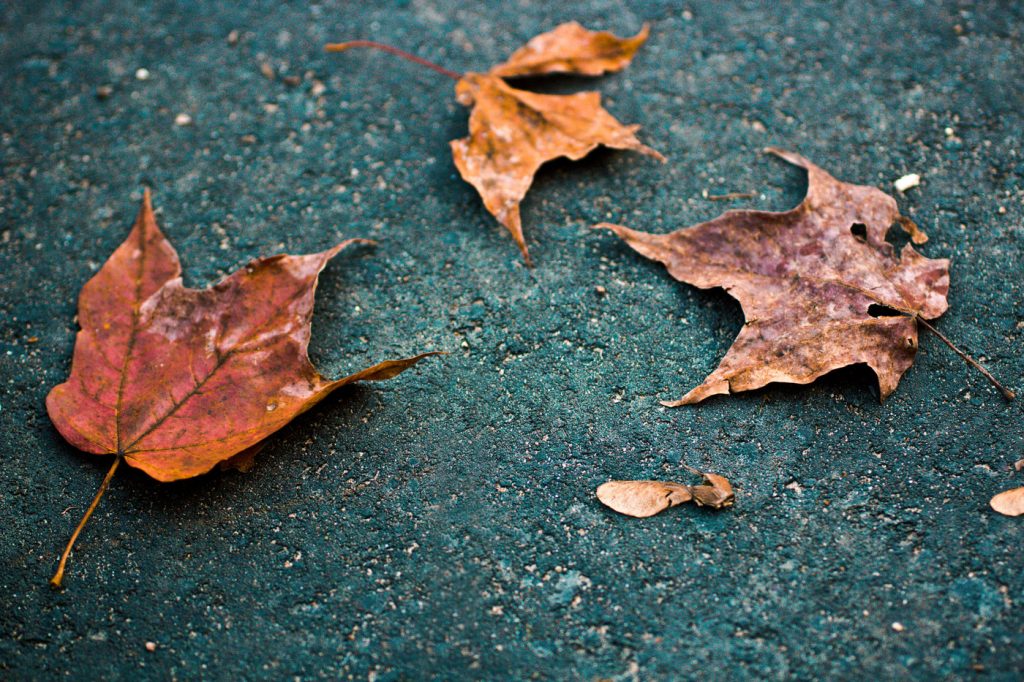 Dried, decaying leaves on the ground.