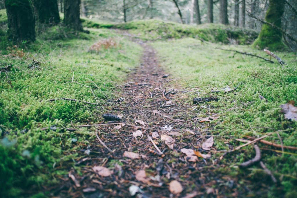 Leaf-covered forest path.