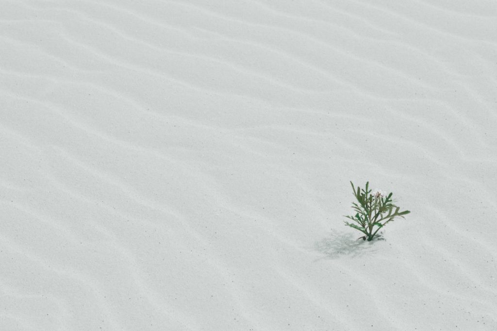 A plant growing out of white sand.