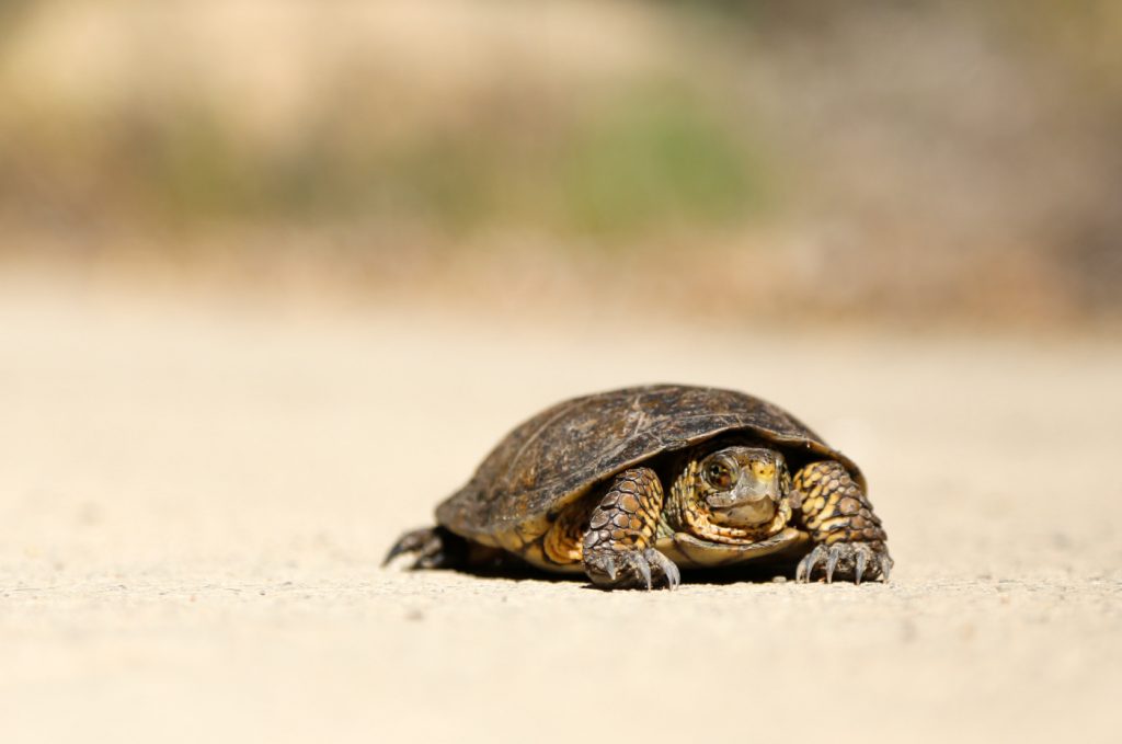 A tortoise on the sand.