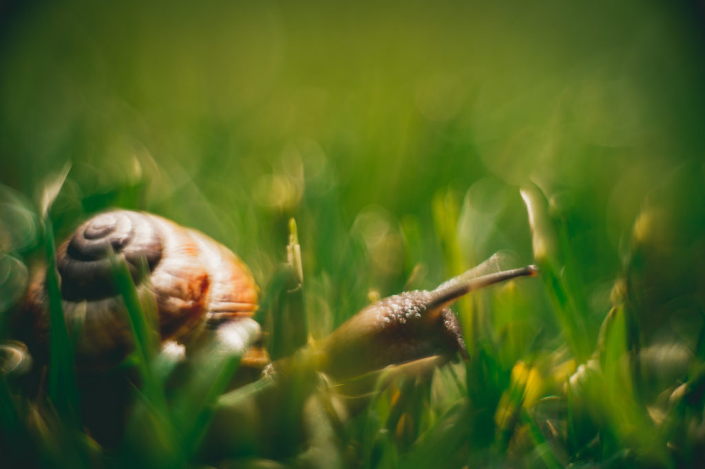 A snail in high grass.