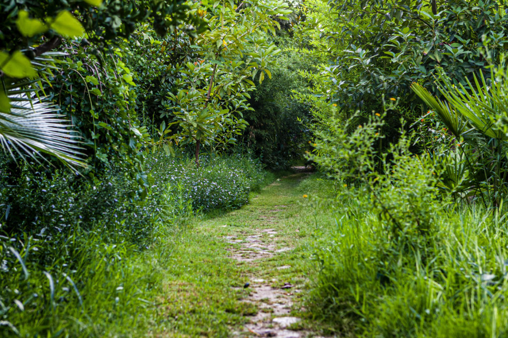 An almost straight path in a forest.