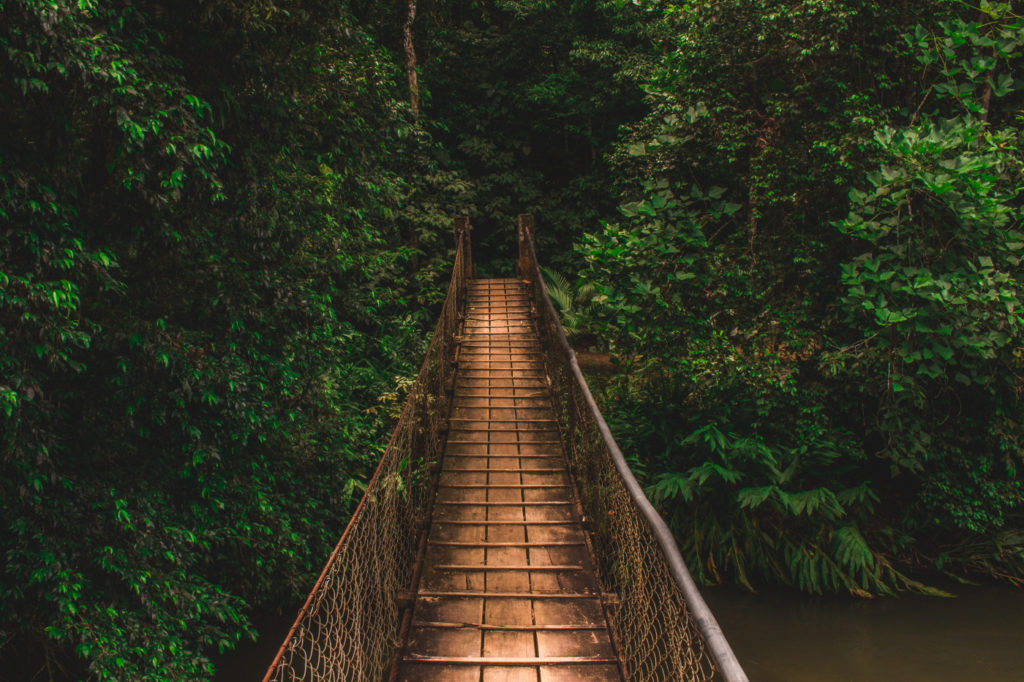 A suspension bridge in a forest.