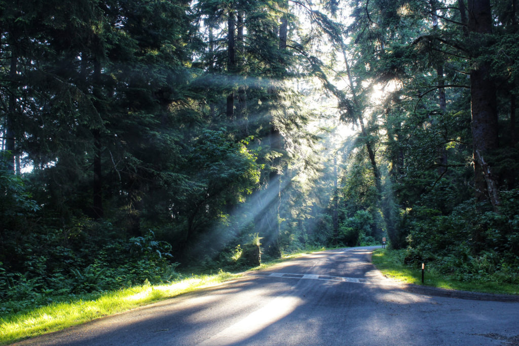 Rays of light shining down on the road in the woods.
