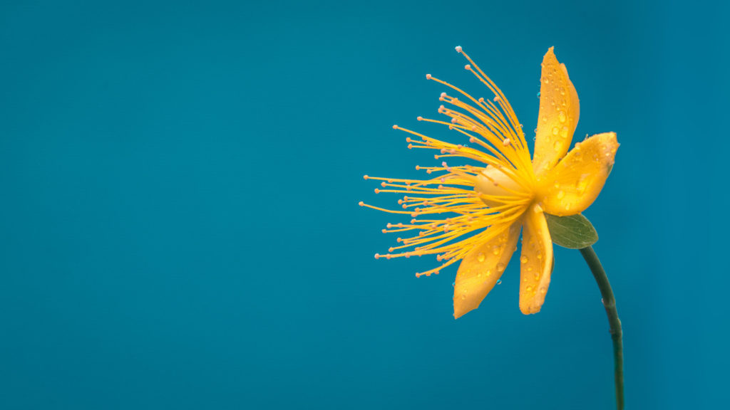 A single, yellow flower.